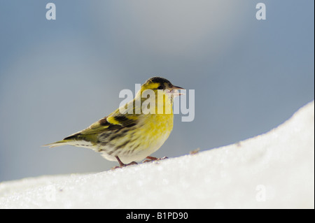 Eurasische Zeisig Zuchtjahr Spinus männlich Essen Samen auf Schnee Zug Schweiz Dezember 2007 Stockfoto