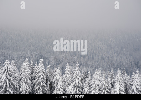 Schneebedeckte Nadelwald mit Nebel Zug Schweiz, Dezember 2007 Stockfoto