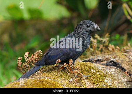 GROOVE in Rechnung gestellt ANI Mature auf einem Baumstamm Crotophaga Sulcirostris N W COSTA RICA Stockfoto