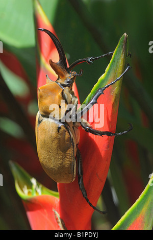 Megasoma Elephas NASHORNKÄFER Elefanten oder Elefanten-Käfer Klettern auf Heliconia COSTA RICA Stockfoto