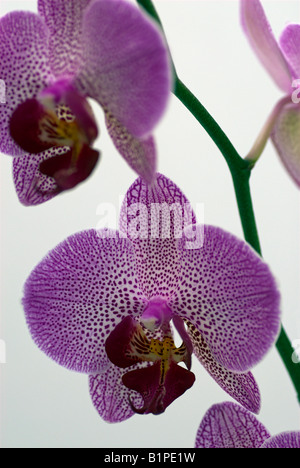 Phalaenopsis-Orchidee mit rosa Flecken Stockfoto