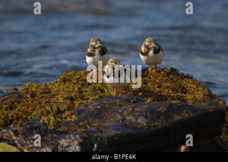 Drei Ruddy Steinwälzer (Arenaria Interpres) auf Felsen am Swanbister Strand, Orkney, Schottland Stockfoto