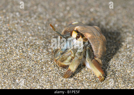 Coenobita sp terrestrischen EINSIEDLERKREBS gehen daraus s Shell Pazifikküste COSTA RICA Stockfoto