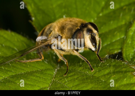 Drohne fliegen (Eristalis Tenax) - eine Imitation der Europäischen Honigbiene Stockfoto