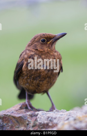 Juvenile eurasische Amsel (Turdus Merula) thront auf einer Steinmauer Stockfoto