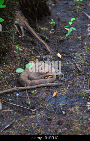 Eine Schlange Cottonmouth Wasser Mokassin liegt auf der Lauer nach Beute in der Francis Beidler Forest befindet sich in South Carolina Stockfoto