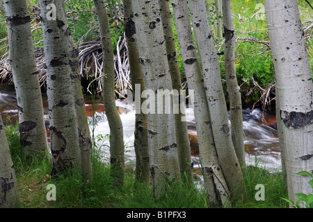 Strang von Beben Espen, Bäumen, auf einem Bischof Bach in der kalifornischen Sierra Nevada Mountains. Stockfoto