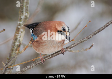 Eichelhäher Garrulus Glandarius Erwachsenen thront Zug Schweiz Dezember 2007 Stockfoto