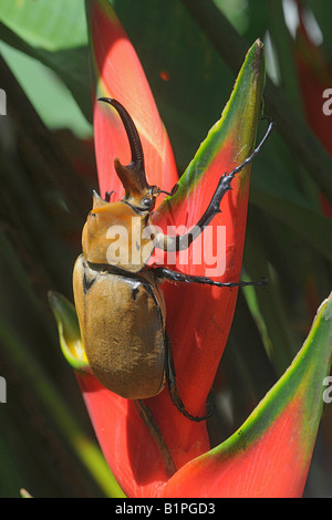 Megasoma Elephas NASHORNKÄFER Elefanten oder Elefanten-Käfer Klettern auf Heliconia COSTA RICA Stockfoto