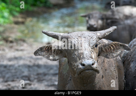 Asiatische Wasserbüffel Bubalus beispielsweise an ein Schlamm wälzen Stockfoto