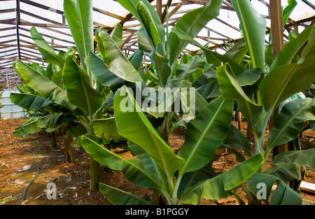 Bananen wachsen in Polyethylen-Greehouse in der Nähe von Malia auf der griechischen Mittelmeer Insel von Kreta GR EU Stockfoto