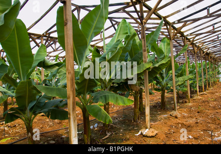 Bananen wachsen in Polyethylen Gewächshaus in der Nähe von Malia auf der griechischen Mittelmeer Insel von Kreta GR EU Stockfoto