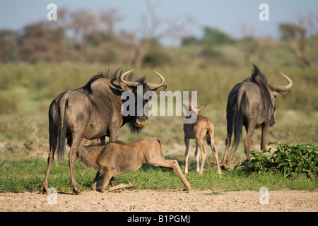 Gemeinsamen Gnus Gnu Connochaetes Taurinus Spanferkel junge Kgalagadi Transfrontier Park-Südafrika Stockfoto