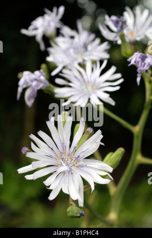 LACTUCA PERENNIS BERG ODER BLAU SALAT Stockfoto