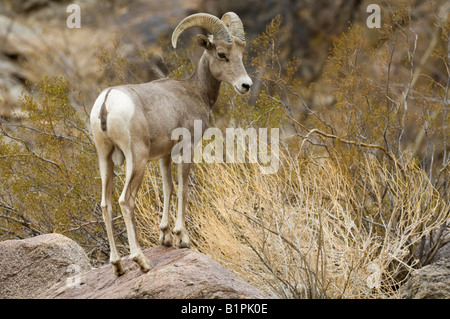 Halbinsel Dickhornschaf Ovis Canadensis Cremnobates junge Widder im Anza-Borrego Desert State Park, San Diego, Kalifornien Stockfoto