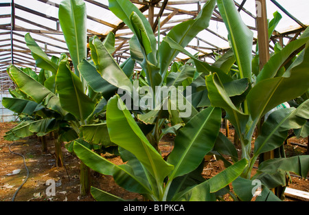 Bananen wachsen in Polyethylen Gewächshaus in der Nähe von Malia auf der griechischen Mittelmeer Insel von Kreta GR EU Stockfoto