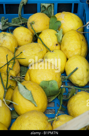 Große italienische Zitronen in Kiste Stockfoto
