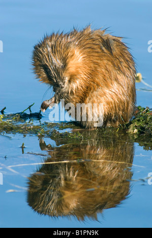 Gemeinsamen Bisamratte (Ondatra Zibethicus) Pflege selbst, Osten der Vereinigten Staaten Stockfoto