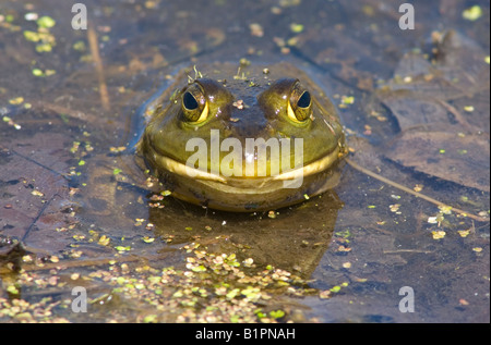 Ochsenfrosch Rana Catesbeiana in Teich Osten der Vereinigten Staaten Stockfoto