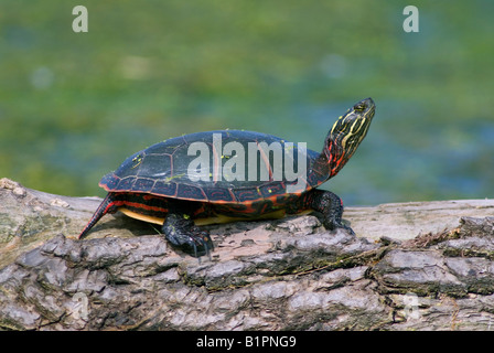 Östliche gemalte Schildkröte Chrysemys Picta in Sonne Osten der Vereinigten Staaten Stockfoto