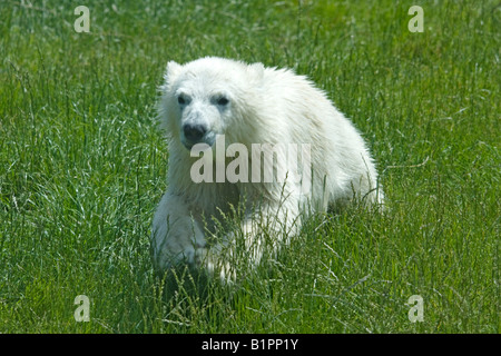 Ein Junge, nasse, Eisbär, Ursus Maritimus, läuft durch den Rasen Stockfoto