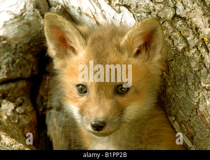 Red Fox Kit Vulpes Vulpes spähen aus Den Spring-Nordamerika Stockfoto