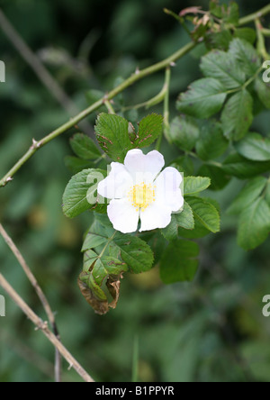 Dog Rose (Rosa canina) weiße Blumen, England, Großbritannien Stockfoto