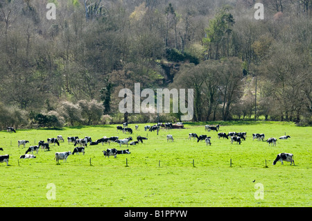 Holstein-Friesian schwarz-weiß Kühe Gras in Surrey, England Stockfoto