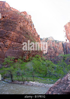 Zion Canyon und dem Virgin River North Fork: die massiven Klippen der berühmten Canyon und Bäume am Ufer Stockfoto