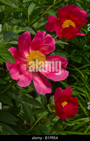 Paeonia Lactiflora 'Scarlet O'Hara", Pfingstrosen im Garten Stockfoto