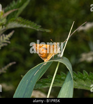 Großen Skipper männlichen Ochlodes Venata (Hesperiidae) Stockfoto