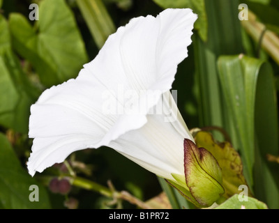 Hecke Ackerwinde Calystegia Sepium (Convolvulaceae) Stockfoto