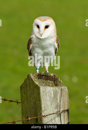 Schleiereule am Zaunpfosten Stockfoto