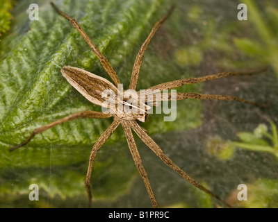 Baumschule Web Spider Pisaura Mirabilis (Pisauridae) Stockfoto