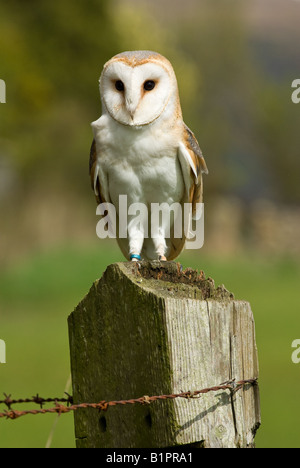 Schleiereule am Zaunpfosten Stockfoto