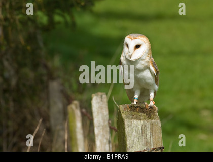 Schleiereule am Zaunpfosten Stockfoto