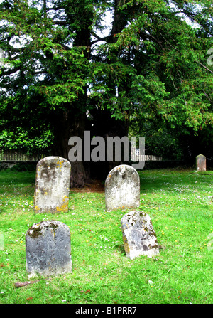 Grabstein vor einer Eibe Stockfoto