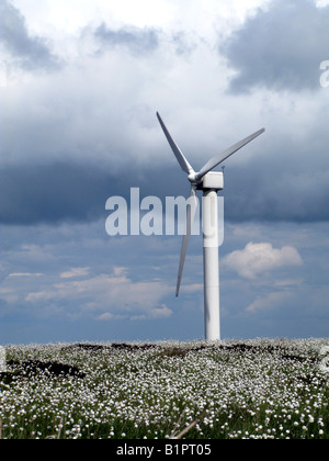 Ein Windpark in einem Feld von Wollgras Stockfoto