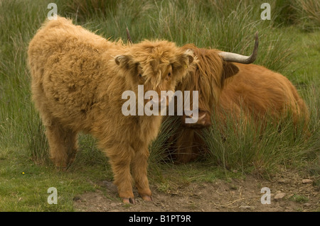 Eine Highland Kuh mit ihrem Kalb auf einem schottischen Moor. Stockfoto