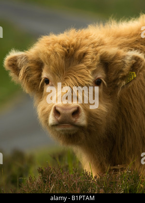 Kopfschuss einer jungen Highland Kuh, Kalb. Stockfoto