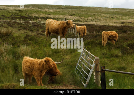 Zwei Highland Kühe und drei Kälber stehen neben Zaun auf einem schottischen Moor. Stockfoto