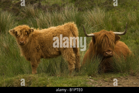 Eine Highland Kuh mit ihrem Kalb auf einem schottischen Moor. Stockfoto