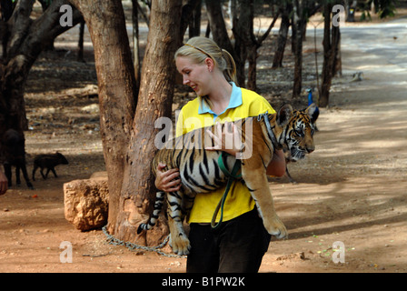 Freiwillige westlichen Vetinarian (Tierarzt) tragen Tigerjunges, Provinz Kanchanaburi, Thailand Stockfoto