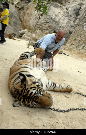 Jack Barker posiert mit Tiger im Tiger-Tempel in der Nähe von Kanchanaburi, Thailand Stockfoto