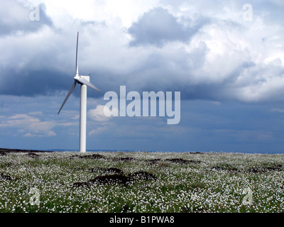 Ein Windpark in einem Feld von Wollgras Stockfoto