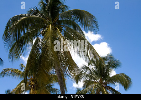 Palmen vor einem blauen karibischen Himmel mit einer kleinen Wolke. Stockfoto