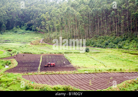 Mechanisierte Vorgänge in einem Feld in der Nähe von Plantage Silver Oaks am meisten bevorzugten Laubbaum-Arten in Munnar-Teeplantagen Stockfoto
