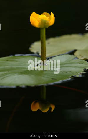 Seerose, Nymphea alba, im See Andersnattjern am Fuße des Berges Andersnatten in Eggedal, Norwegen. Stockfoto