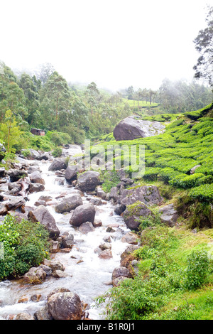 Gebirgsbach Kaskaden aus nebligen Hügeln nach sintflutartigen Monsun regnet und durch den üppigen grünen Teafields Munnar Kerala läuft Stockfoto
