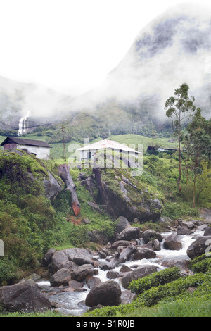 Gebirgsbach von nebligen Hügeln nach Monsunregen führt durch üppige Teafields übersät mit urigen Hütten Munnar Kerala Stockfoto